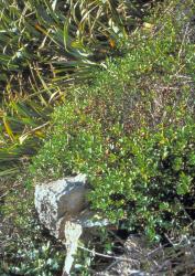Veronica pubescens subsp. sejuncta. Habit. Hokoromea I., Mokohinau Is.
 Image: M.J. Bayly © Te Papa CC-BY-NC 3.0 NZ
